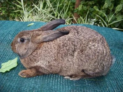 Králíci na chov i výkrm